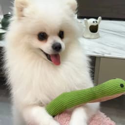Dog Toy Snake Interactive Crinkle Sound Toy Kitten Kick Toy for Indoor Cats 16.5 Inches Pet Supplies