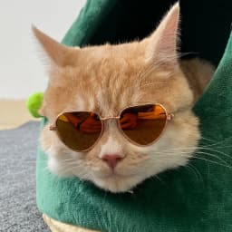 Non-Slip Cat & Small Dog Sunglasses Pet Accessories Puppy Kitty Cosplay Costume Cute Animal Eyewear Photo Props