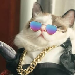 Non-Slip Cat & Small Dog Sunglasses Pet Accessories Puppy Kitty Cosplay Costume Cute Animal Eyewear Photo Props