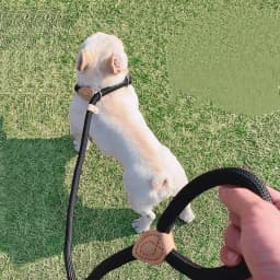 New Heavy Duty Dog Leash Slip Rope Lead Adjustable Braided Loop Collar Training Leash for Small to Medium Dogs