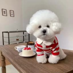 1pc 3Colors Striped Pet Polo Shirt, Soft Breathable T-Shirt for Small Dogs & Cats, Classic Block Design, Casual Daily Outfit