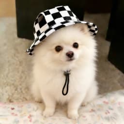 1Pcs S/M/L Cute Print Dog Hat for Small Medium Dogs Adjustable Pet Cap Puppy Pug Corgi Dachshund Hats Summer Out Pet Accessories
