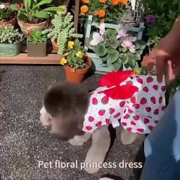 Dog Princess Dress Summer Kitten Pet Skirt Cute Printed Bow Lace Dog Dresses for Small Medium Puppies Poodle Chihuahua Apparel