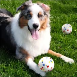 6PCS 5cm ETPU Dog Balls, Indestructible Non-Toxic Chew Toy, Floating Teeth Cleaning Interactive Toy for Small Dogs Puppy