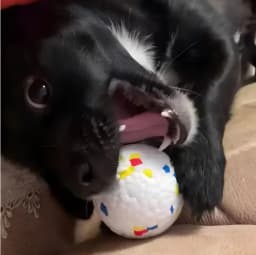 6PCS 5cm ETPU Dog Balls, Indestructible Non-Toxic Chew Toy, Floating Teeth Cleaning Interactive Toy for Small Dogs Puppy