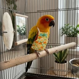 Parrot Cotton Diaper Washable Fruit Style Parrot Adjustable Bowtie Flight Suit Keep Birds Clean Breathable for Pet Bird Clothes