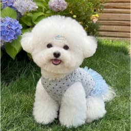 1pc Cute heart-shaped printed dog chiffon pet dog dress, gray with leaf ring pet harness dress for Small Dogs