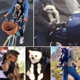 Dog Cat Carrier Front Legs Out Pouch Adjustable Mesh Dog Carrier Backpack Puppy Pet Carry Sling Shoulder Bag