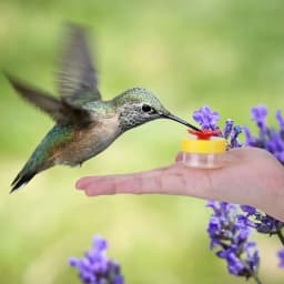 4Pcs Hand Held Hummingbird Feeder Hummingbird Hand Feeders with Cleaning Brushes Wild Bird Feeder for Window Outdoor