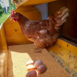 5/10pcs Chicken Coop Chick Bird Rabbit Mat Nesting Liner Coconut Fiber Mat Nest Box Plant Warmth Pad Poultry Reptile Supplies