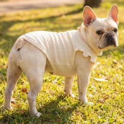 Cute Waffle Ruffle Sleeve Pet T-shirt Round Neck Breathable Dog Clothes Sweet Fashion Dog Apparel For Small Dogs Multiple Colors