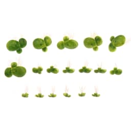 Aquarium Fish Tank Garden Water Decor 18pcs/Set Artificial Floating Duckweed with Roots