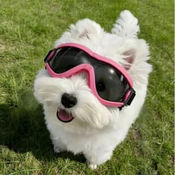 These Pet Dog Sunglasses Can Block Ultraviolet Rays, and the Dog Goggles Are Windproof and Dustproof.