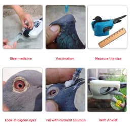 1Pc Pigeon Fixed Frame Rack For Feeding Giving Medicine Injection Vaccination Measuring Size Wearing Foot Rings Bird Supplies