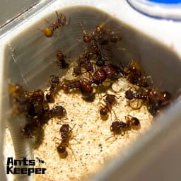 【Basic Farm】Ants Farm with Water Feeder for Ant Keeper New Queen and Small Ant Colony Ant House Anthill Formicarium Ant Nest