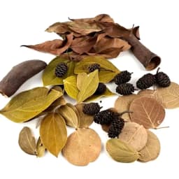 About 50pcs Natural Leaf Aquarium Filter Terminalia Catappa Foetida Leaves Island Almond Leaf Fish Cleaning Treatment