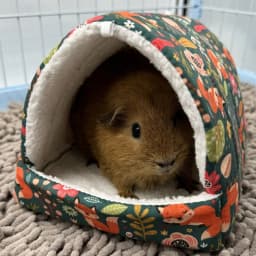 Autumn Winter Warm Print Sleeping Bed House Triangular Nest for Pet Bird Parrot Rabbit Squirrel Guinea Pig Hamster Hanging Cage