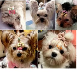 5/10/20pcs Dog Hair Clips Multicolor Barrettes Small Bone Snap Hair Clips for Dog Cat Pet Grooming Bows Pet Hair Accessories