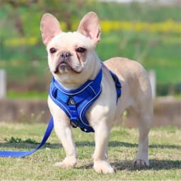 No Pull Dog Harness and Leash Set Adjustable Pet Harness Vest for Small Dogs Cats Reflective Dog Chest Strap Lead Walking