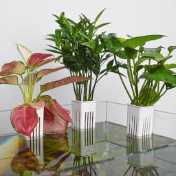 1 Pc Aquarium Hydroponic Planters Wall-Mounted Easy Install Fish Tank Decor with Hanging Basket for Greenery & Aesthetic Display