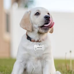 Bone Shaped Pet ID Tag Personalized Dog Cat Name Tags Anti-lost Free Engraving Collar Pendant Bone for Small Medium Large Pet