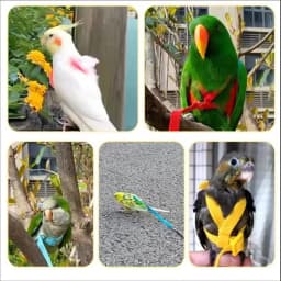 Parrot Training Harness Leash Set Anti-Bite Outdoor Flying Rope For Cockatiels Small Birds Supplies