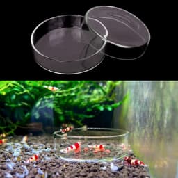 Shrimp Feeding Dish High Transparent Glass Feeding Dish Fish for Tank Clear Feeder Bowl Aquarium Fish Tank Reptiles Feeder