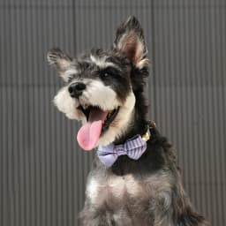 Personalized Dog ID Collar Cute Bowtie Pet Collars Necklace Free Engraving Puppy Cat Buckle Collar For Small Medium Dogs Cats