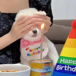 Make Your Pet's Birthday Special with This Pet Birthday Hat Scarf Set Adjustable, Cat/Dog Birthday Supplies Mini
