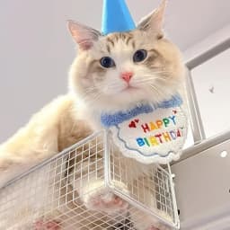 Make Your Pet's Birthday Special with This Pet Birthday Hat Scarf Set Adjustable, Cat/Dog Birthday Supplies Mini