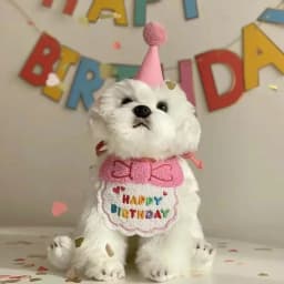 Make Your Pet's Birthday Special with This Pet Birthday Hat Scarf Set Adjustable, Cat/Dog Birthday Supplies Mini