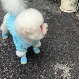 4pcs/set Pet Footwear Waterproof Pet Dog Shoes Anti-slip Wear Resistant Puppy Booties Reflective Pet Rain Shoes Small Medium Dog
