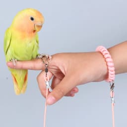 1PC Parrot Release Rope Bird Leash Ultra Light Not Harmful To Feet Pet Bird Parrot Flight Release Rope Bird Strap (No Foot Ring)