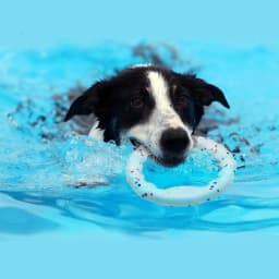Pet Dog Toy Super Bite Resistant Ball Light Chew ETPU Ball High Elastic Interactive Throwing Flying Toys For Dogs Accessories