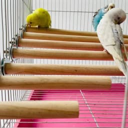 Natural Wood Pet Parrot Raw Wood Fork Tree Branch Stand Rack Squirrel Bird Hamster Branch Perches Chew Bite Toys Stick