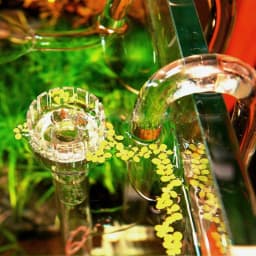 Glass Lily Pipe Inflow with Surface Skimmer for Aquarium Planted Tank (13mm for 12/16mm 1/2'' i.d. 17mm for 16/22mm 5/8'' i.d.
