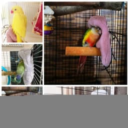 Winter Warm Bird Shawl Nest Corner Parrot Blanket Pet Small Animal Hanging Tent Cage Decoration for Parakeet Lovebird Cockatiel