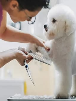 Premium Pet Grooming Scissors Set - Safety Round Tip, Stainless Steel Shears For Dogs & Cats