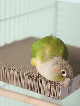 Bird Paper Parakeet Shredding Chewing Toys with Cork Parrot Perch Platform Conure Foraging Toys Small Birds Cage Accessory S/L