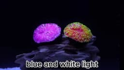 1 Piece Aquarium Decoration Saw Coral, Mini Fluorescent Coral, Fish Tank Landscaping