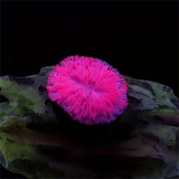 1 Piece Aquarium Decoration Saw Coral, Mini Fluorescent Coral, Fish Tank Landscaping