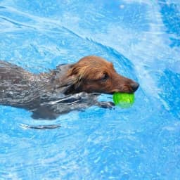 Pet Dogs Squeaking, Bouncing, Puzzle Balls Cleaning, Teeth Chewing, Toys Training, Accompanying Small and Medium-Sized Dogs