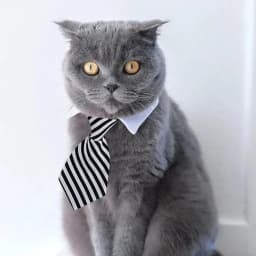 Pet Puppy Bow Tie Necktie - Adjustable Formal Dog Collar for Small Dogs and Cats, Puppy Grooming Costume Accessories