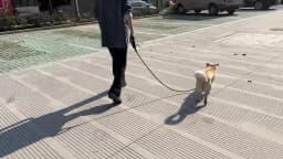 150cm/200cm/300cm Strong Dog Leash Prevent Dog Burst Forward Leash for Dogs Pet Accessories Pull Slip Shain Rope Walk Dog Leash