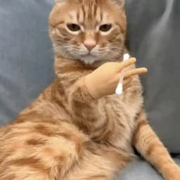 Cat Finger Gesture Gloves Creative TPR Stretchable Toy High Elasticity Interactive Cat Play Safe Pet Toy Funny Animal Paw Design