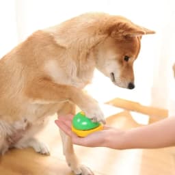 Smart Dog Training Bell Teach Dog To Ring for Food Interactive Toy Non Toxic Lightweight Easy Press Vibrant Color Pet Feeder