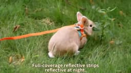 Adjustable Bunny Harness and Leash Set, Rabbit Vest Supplies(Orange S/M)