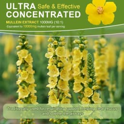 Lukaree 5 IN 1 Mullein Drop with Elderberry & Bromelain Lung Cleanse &Detox for Smokers,Mucus Relief & Respiratory Support Alcohol-Free Antioxidant Support