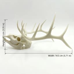 Spooky Halloween Decoration Mythological Beast & Real Elk Skull 2-Piece Statue Ornament Set, High Precision 3D Printed Folk Art Collectible, Perfect for Collection for Gothic Study Desk Decor, Quirky Humorous Holiday Gift for Skull Fans