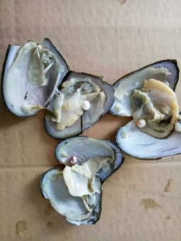 50pcs/Lot Natural Cultured Oyster Freshwater Pearl Mixed Colors Shape for Jewelry Making DIY Handmade Love Wish Gift